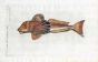 THE TUB GURNARD - Lucerna Cuculus - fish print