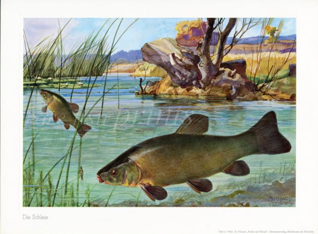 WAGNER - THE TENCH print