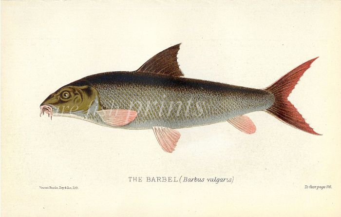 THE BARBEL print (Barbus vulgaris)