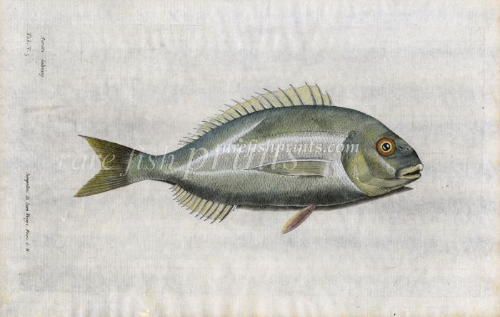 THE GUILT-HEAD SEA BREAM fish print