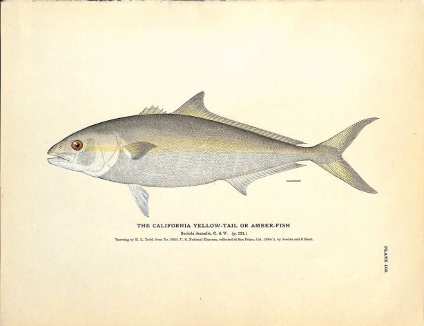 THE CALIFORNIA YELLOW TAIL OR AMBERFISH print
