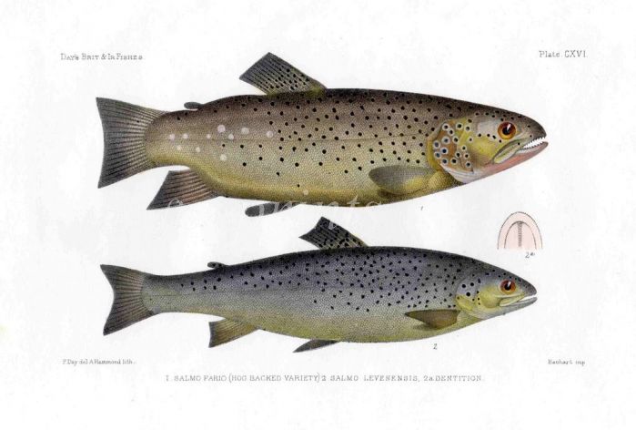 THE HOG BACKED & LOCH LEVEN TROUT print