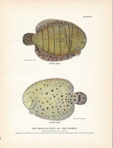 THE AMERICAN SOLE or HOG CHOKER fish print