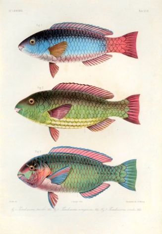  SCAROIDEI - Pseudoscarus tricolor, viridis - PARROTFISH print