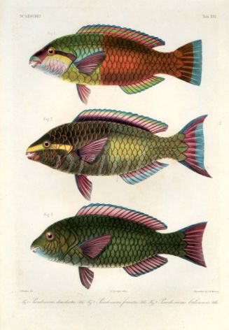 SCAROIDEI - Pseudoscarus dimidiatus, frenatus, balinensis - PARROTFISH print