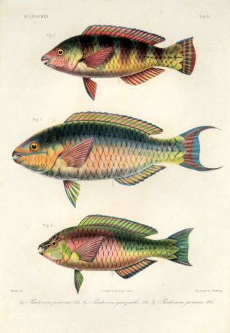 SCAROIDEI - Pseudoscarus pentazona, cyanognathus, javanicus - PARROTFISH print