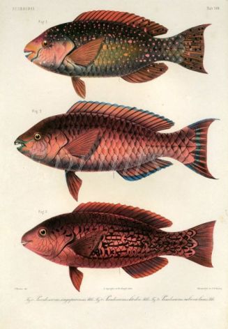  SCAROIDEI - Pseudoscarus singaporensis, octodon, rubroviolaceus  - PARROTFISH print