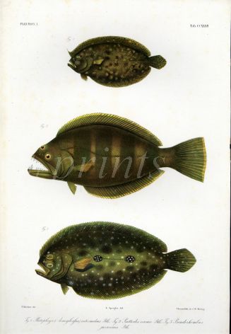 BLOTCHED FLOUNDER, INDIAN HALIBUT, JAVA FLOUNDER print (Platophrys, Psettodes, Pseudorhombus)