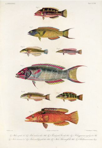 LABROIDEI: CUPID WRASSE, MOON WRASSE, FLORAL WRASSE print  (Julis Cupido, Lunaris, Cheilinus coccineus)     