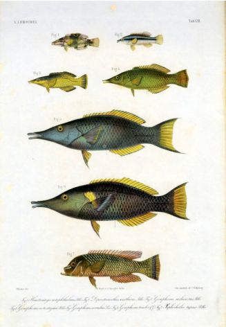 OLIVE CLUB-NOSED WRASSE, BLUE GREEN BIRD WRASSE, BIRD WRASSE, BLUE-BANDED WRASSE print.  (Gomphosus notostigma, Gomphosus caeruleus, Gomphosus tricolor, Xiphocheilos typus)