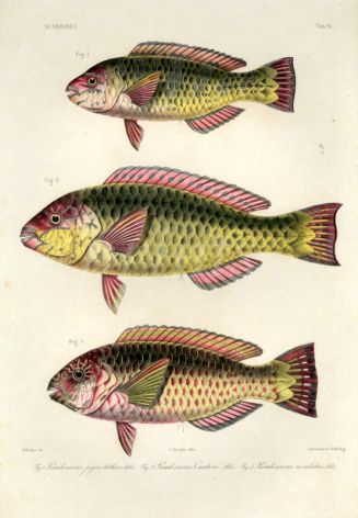 SCAROIDEI - Pseudoscarus cantori, rivulatus - PARROTFISH print