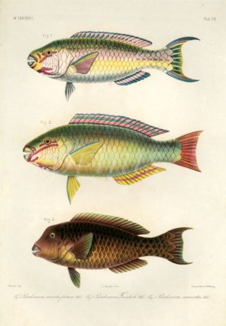  SCAROIDEI - Pseudoscarus xanthopleura, troschelii, muricatus - PARROTFISH print