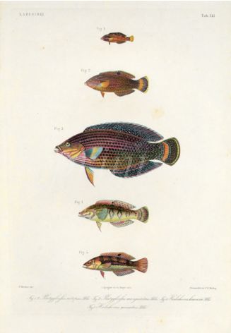 LABROIDEI: CIRCLE CHEEK WRASSE, DUSKY WRASSE, TIMOR WRASSE print (Platyglossus notopsis,  marginatus, Halichoeres kawarin)