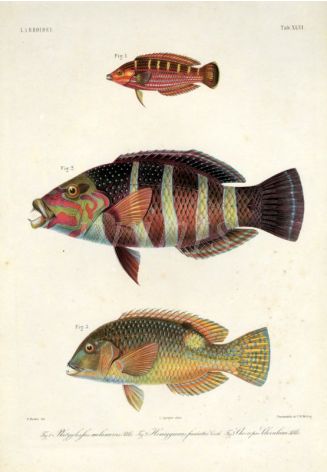 LABROIDEI: YELLOWLINED, BARRED THICKLIP, BLACKSPOT WRASSE print (Palatoglossus melanurus, Hemigymnus fasciatus, Choerops schoenleini) 