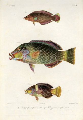 LABROIDEI: PURPLELINED & BLACK EYE THICKLIP WRASSE print (Purpurascens, Hemigymnus melapterus)