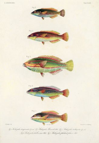 LABROIDEI: SILVER STREAKED RAINBOWFISH, THREE-LINED RAINBOWFISH, CUT-RIBBON WRASSE, (stethojulis renardi, trilineata, kalosoma)