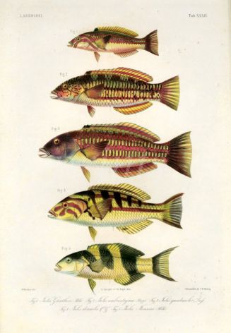 LABROIDEI: GUNTHER'S,  PURPLE, BARRED, JANSEN’S WRASSE print (Julis Guntheri, Umbrostigma, Quadricolor, doralis, Janseni)