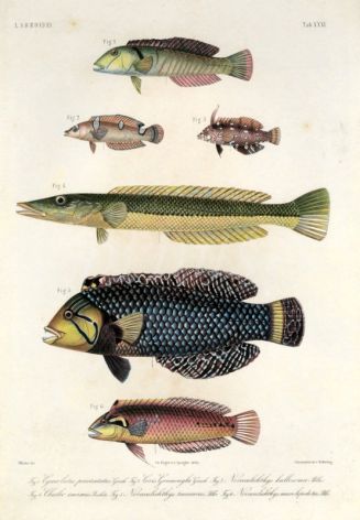 LABROIDEI: CIGAR, DRAGON or ROCKMOVER,  SEAGRASS WRASSE print (Cheilio inermis Novaculichthys taeniourus, Macrolepidotus)