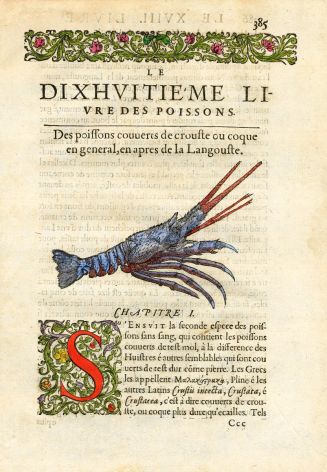 RONDELET  MARINE LIFE  - LANGOUSTINE PRINT - WOODCUT 1558