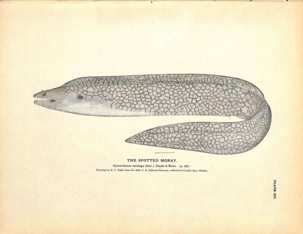 THE SPOTTED MORAY EEL  print