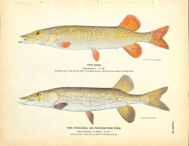 THE PIKE & THE PICKEREL OR FEDERATION PIKE print