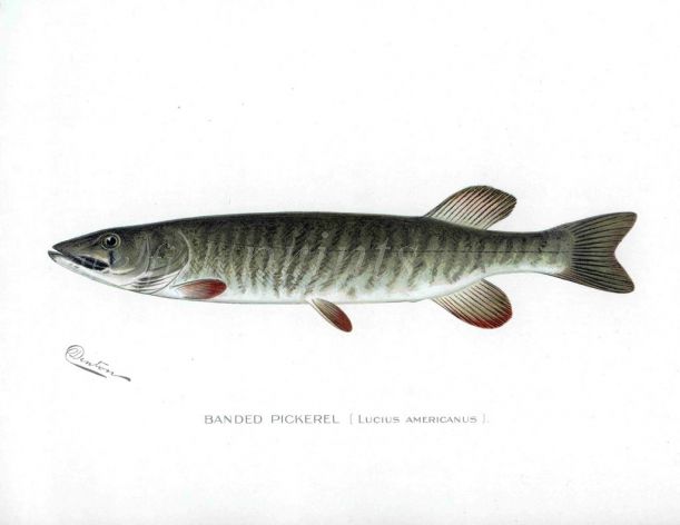 THE BANDED PICKEREL PIKE print (Lucius Americanus)