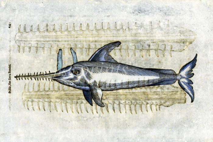 ALDROVANDI - THE SAWFISH fish print (Pristis Rondel)
