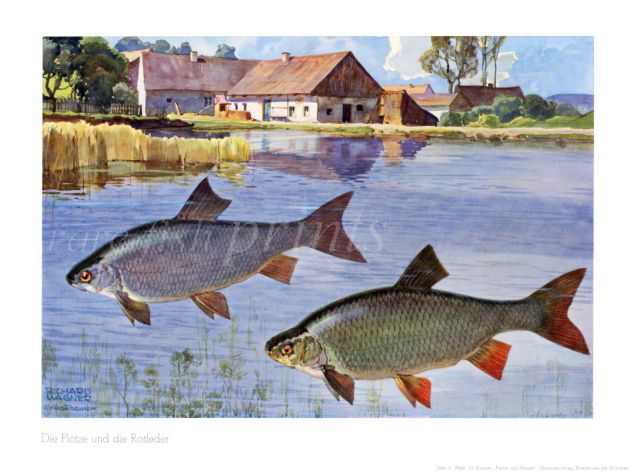 WAGNER - THE ROACH & RUDD print