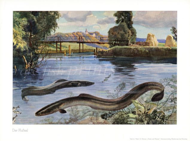 WANGER - THE EUROPEAN COMMON EEL print