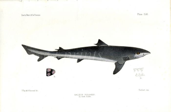 THE SCHOOL SHARK - GALEUS VULGARIS  ish print