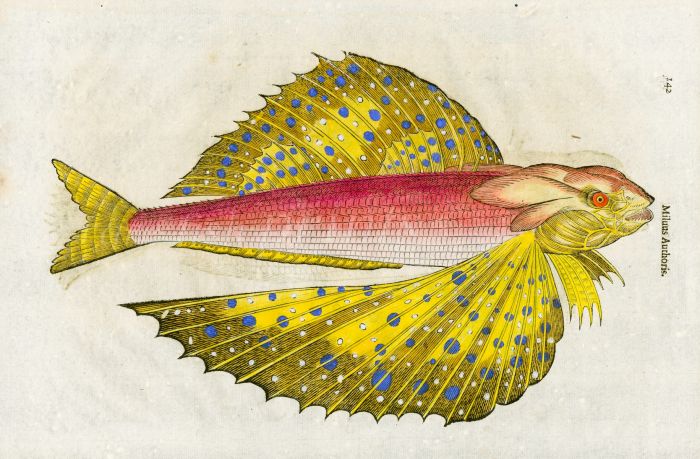 ALDROVANDI - THE FLYING FISH  woodcut fish print (Milus Authoris) 1638  