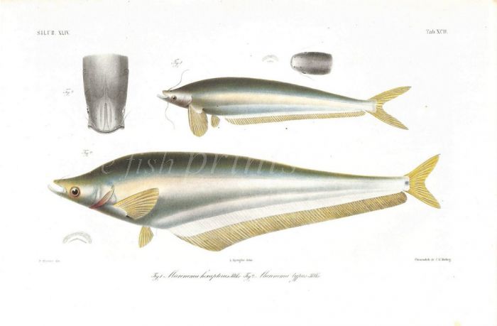 MICRONEMA HEXAPTERUS & TYPUS catfish print