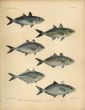 GOOGLE-EYED SCAD, GREEN JACK, SHRIMP SCAD, YELLOWTAIL SCAD,  RAZOR BELLY, BROWNBACK TREVALLEY print