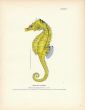 THE SEA HORSE  fish print ( Hippocampus)