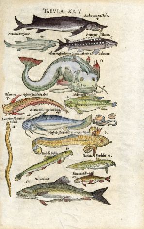 ALDROVANDI WOODCUT ENGRAVING 1647: CATFISH, STURGEON, ROCKLING, SALMON & TROUT