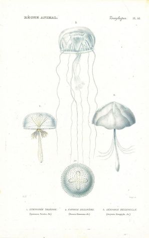 CUVIER: ZOOPHYTES: Pl. 52 Lymnoree, Favonia, Geryonia - JELLYFISH print 1817 - 1849