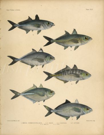 GOOGLE-EYED SCAD, GREEN JACK, SHRIMP SCAD, YELLOWTAIL SCAD,  RAZOR BELLY, BROWNBACK TREVALLEY print