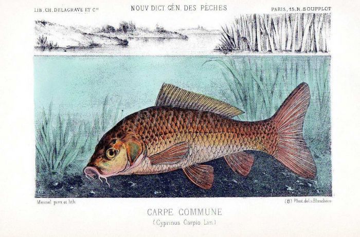 THE COMMON CARP print (Cyprinius Carpio)