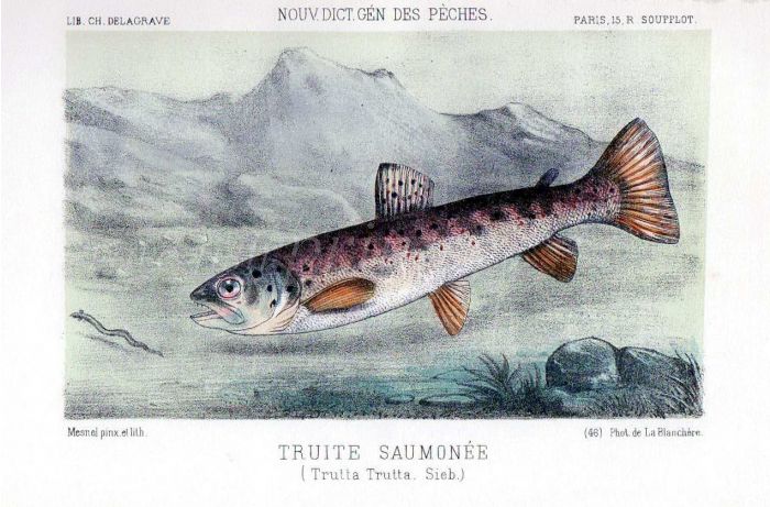 THE SALMON TROUT