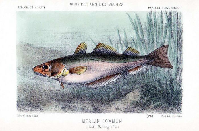 THE WHITING