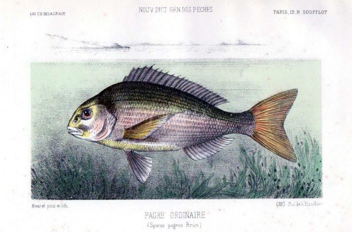 THE SEA BREAM