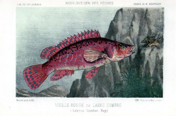 THE BALLAN WRASSE