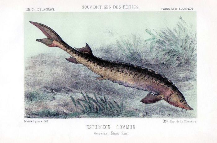THE COMMON STURGEON