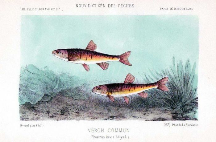 THE MINNOW