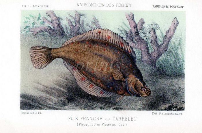 THE PLAICE