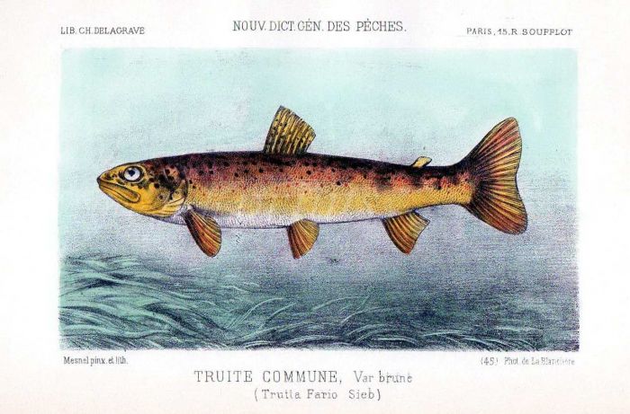 THE BROWN TROUT