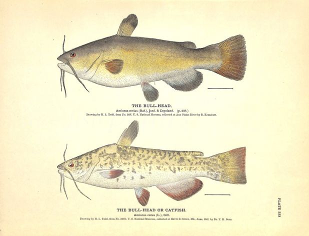 THE BULLHEAD & BULLHEAD OR CATFISH print