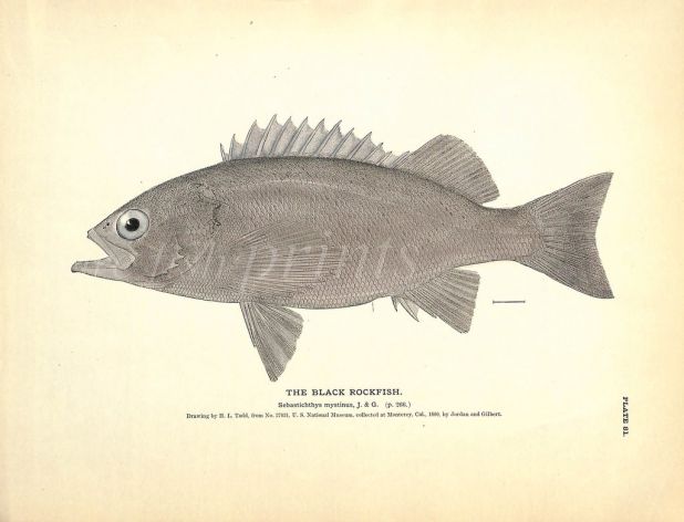 THE BLACK ROCKFISH print