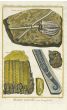 DIDEROT - DE LA RUE  - BERNARD: PL: VIII MARINE FOSSILS folio print 1768