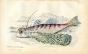 JARDINE/LIZARS - THE ORIENTAL DACTYLOPTERUS fish print